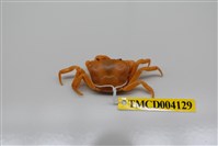 藏品(顯齒澤蟹)的圖片